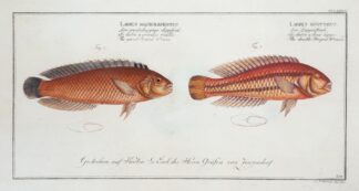 1. Labrus bivittatus, The double-Striped Wrasse; 2. Labrus macrolepidotus, The great-Scaled Wrasse. by Marcus Elieser Bloch