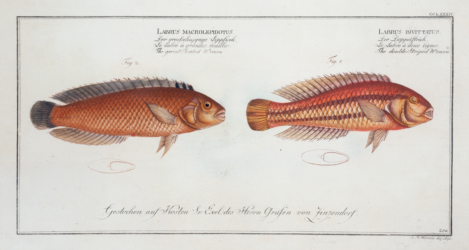 1. Labrus bivittatus, The double-Striped Wrasse; 2. Labrus macrolepidotus, The great-Scaled Wrasse. by Marcus Elieser Bloch