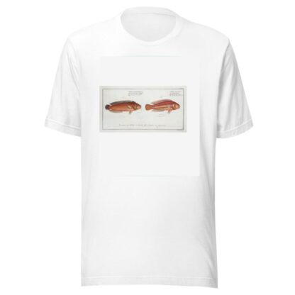 1. Labrus bivittatus, The double-Striped Wrasse; 2. Labrus macrolepidotus, The great-Scaled Wrasse. by Marcus Elieser Bloch T-Shirt