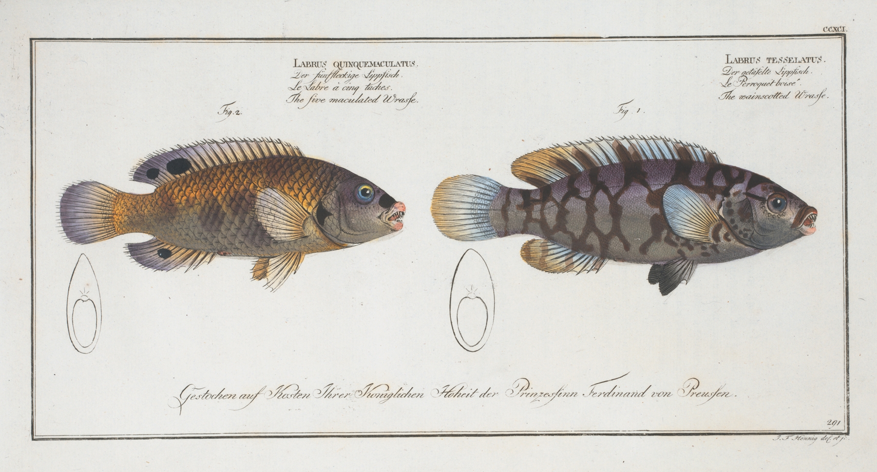 1. Labrus tesselatus, The wainscotted Wrasse; 2. Labrus quinquemaculatus,The five maculated Wrasse. by Marcus Elieser Bloch