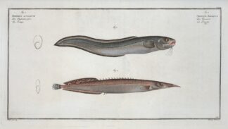 1. Ophidium Barbatum; 2. Ophidium aculeatum. by Marcus Elieser Bloch