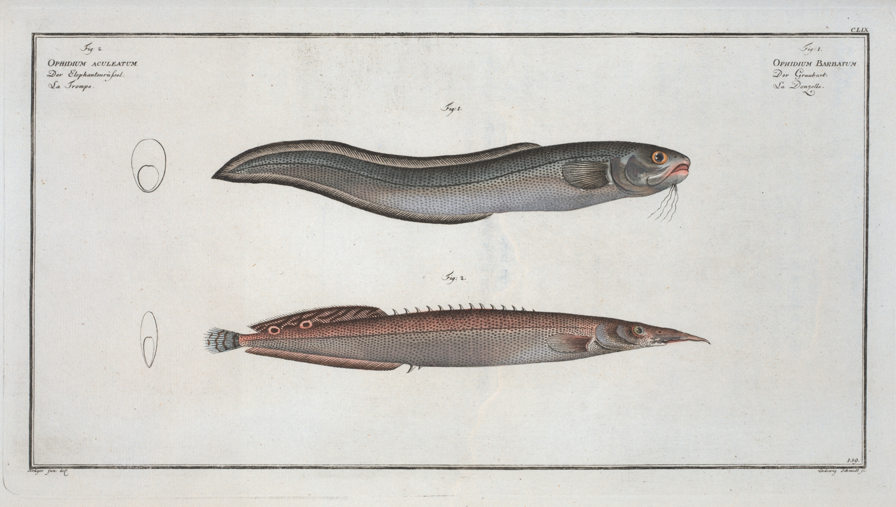 1. Ophidium Barbatum; 2. Ophidium aculeatum. by Marcus Elieser Bloch