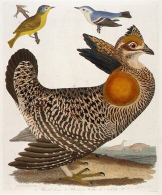1. Pinnated Grous. 2. Blue-Green Warbler. 3. Nashville W., from the book by Alexander Lawson