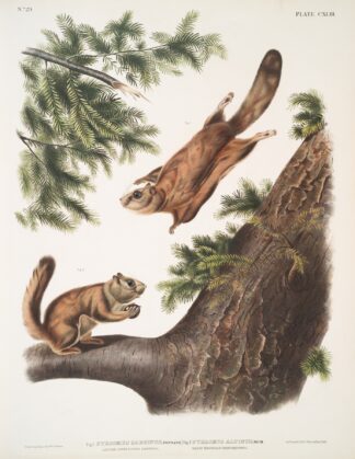 1. Pteromys sabrinus, Severn River Flying Squirrel; 2. Pteromys alpinus, Rocky Mountain Squirrel. by John Woodhouse Audubon