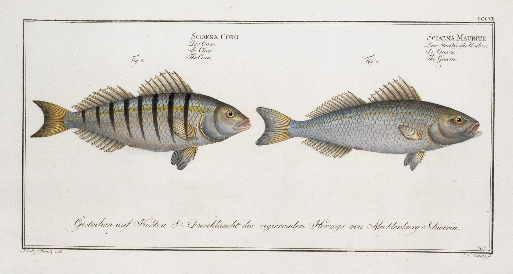 1. Sciaena Mauritii, The Guaru; 2. Sciaena Coro, The Coro. by Marcus Elieser Bloch