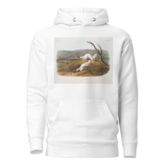 Putorius agilis, Little Nimble Weasel. Male & female. Natural size. Winter pelage. by John Woodhouse Audubon Hoodie