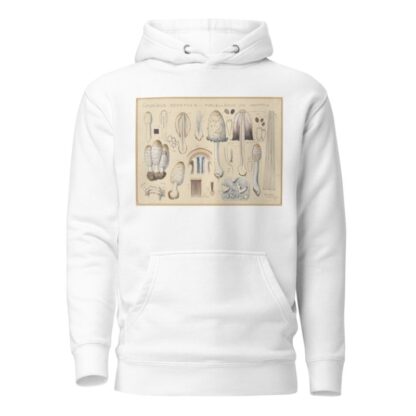 Coprinus comatus Fr., porcellanus Schff. by Hans Walty Hoodie