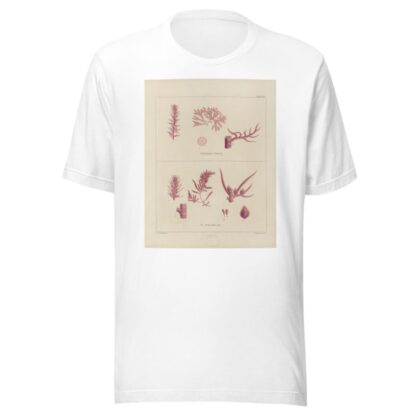 Cryptogamic botany of the Antarctic voyage of H.M. Discovery ships Erebus and Terror in the years 1839 Pl.19 by Walter Hood Fitch T-Shirt