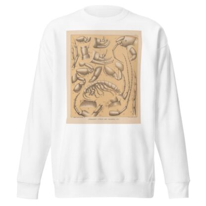 The cave fauna of North America Pl 05 by Alpheus Spring Packard Sweatshirt