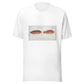 1. Labrus bivittatus, The double-Striped Wrasse; 2. Labrus macrolepidotus, The great-Scaled Wrasse. by Marcus Elieser Bloch T-Shirt