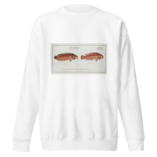 1. Labrus bivittatus, The double-Striped Wrasse; 2. Labrus macrolepidotus, The great-Scaled Wrasse. by Marcus Elieser Bloch Sweatshirt