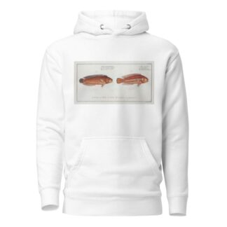 1. Labrus bivittatus, The double-Striped Wrasse; 2. Labrus macrolepidotus, The great-Scaled Wrasse. by Marcus Elieser Bloch Hoodie