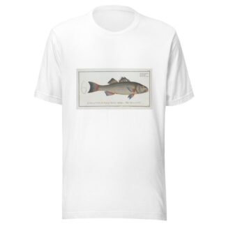 Sciaena diacantha, The two-spined Umber. by Marcus Elieser Bloch T-Shirt