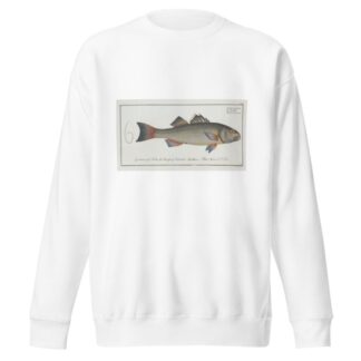 Sciaena diacantha, The two-spined Umber. by Marcus Elieser Bloch Sweatshirt