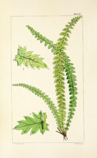 A century of ferns Pl.17 by William Jackson Hooker