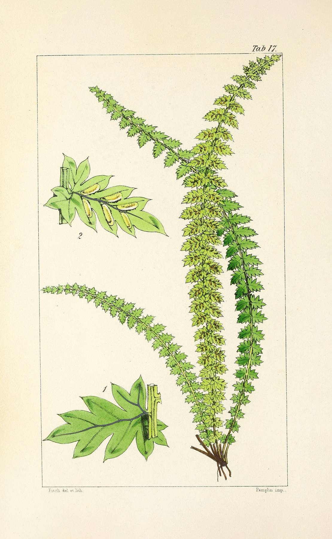 A century of ferns Pl.17 by William Jackson Hooker
