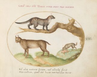 A Civet, a Lynx, and a Hyena Eating a Dog by Joris Hoefnagel