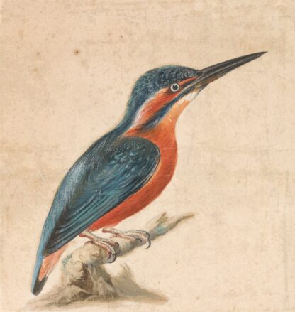 A Kingfisher by Thomas Atwood