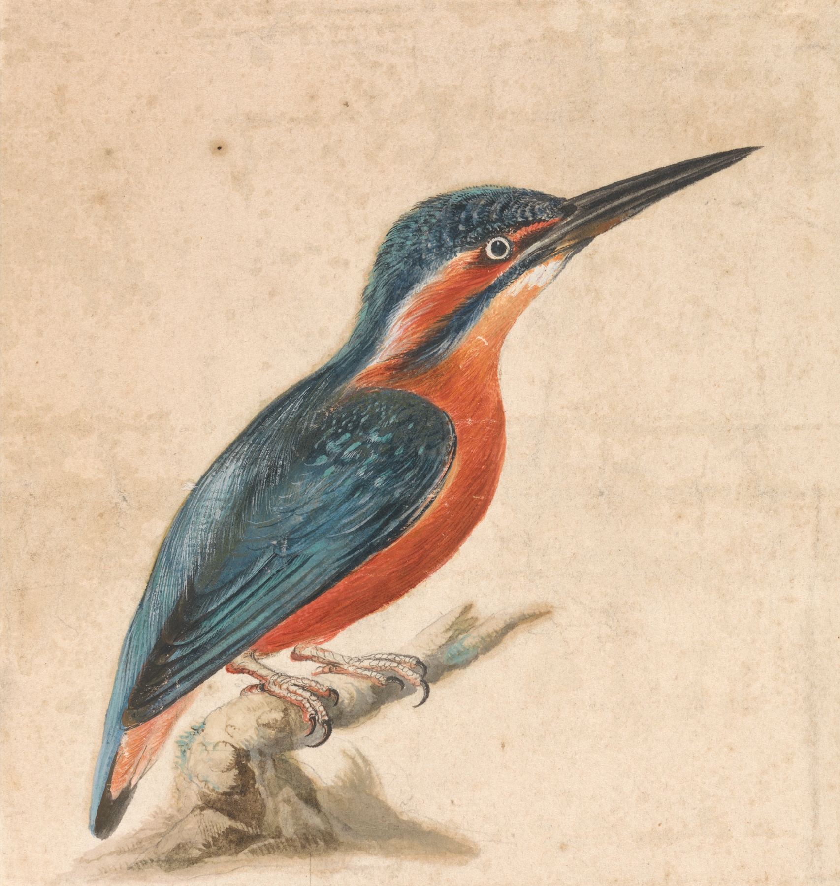 A Kingfisher by Thomas Atwood