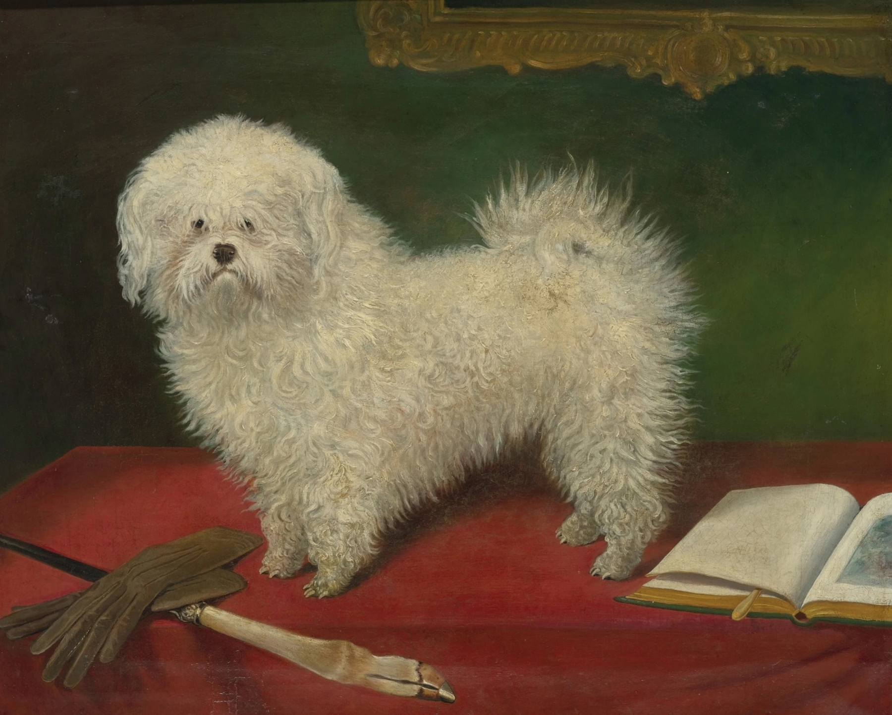 A Maltese on a Red Table Cloth by English School