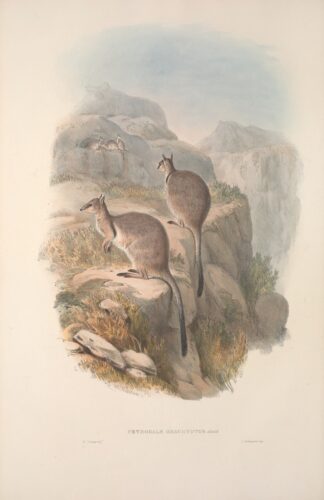 A monograph of the Macropodidae, or family of kangaroos Pl.06 by John Gould
