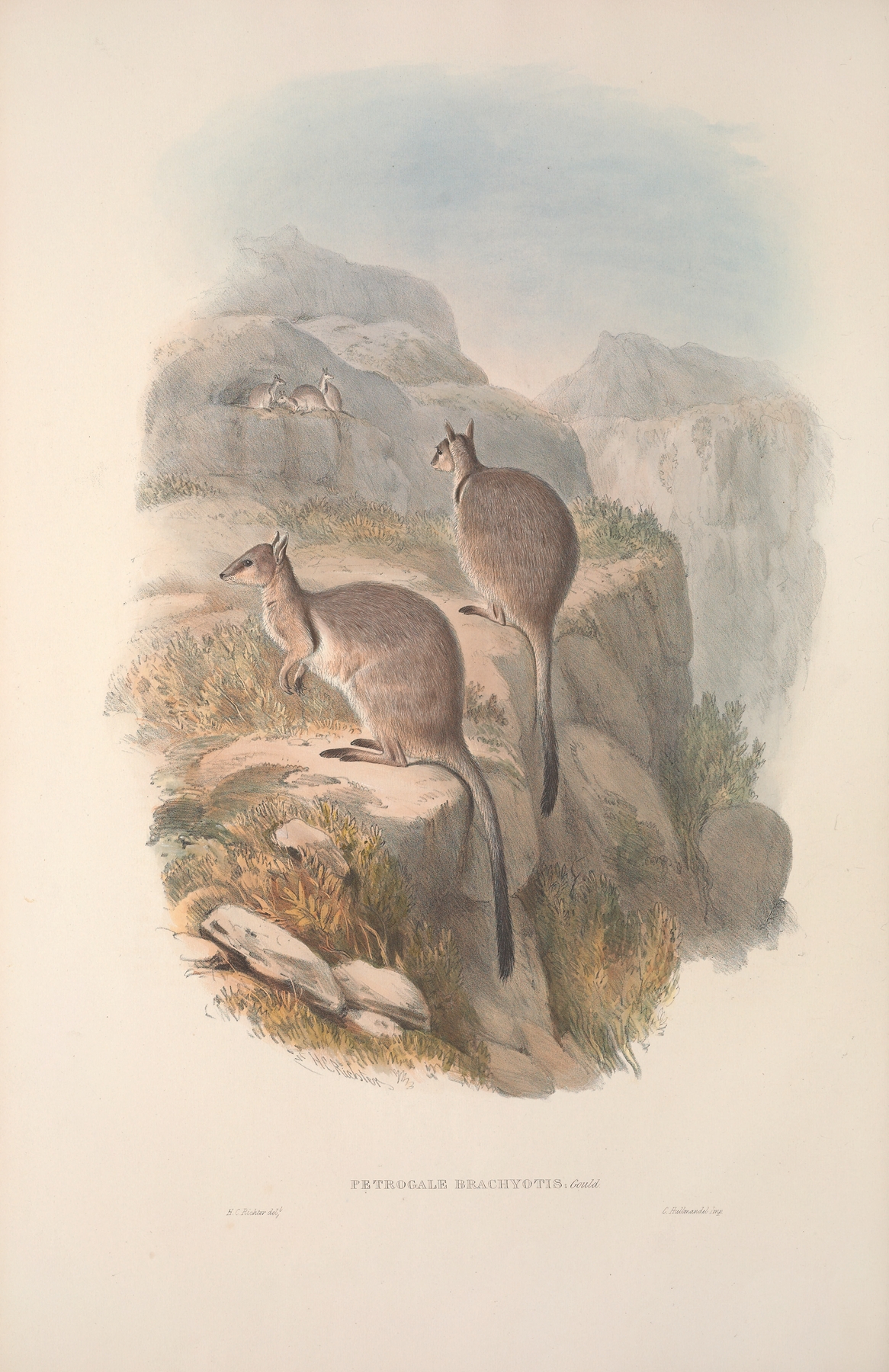 A monograph of the Macropodidae, or family of kangaroos Pl.06 by John Gould