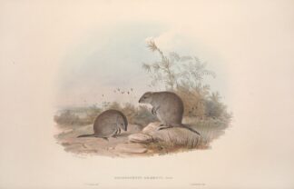 A monograph of the Macropodidae, or family of kangaroos Pl.15 by John Gould