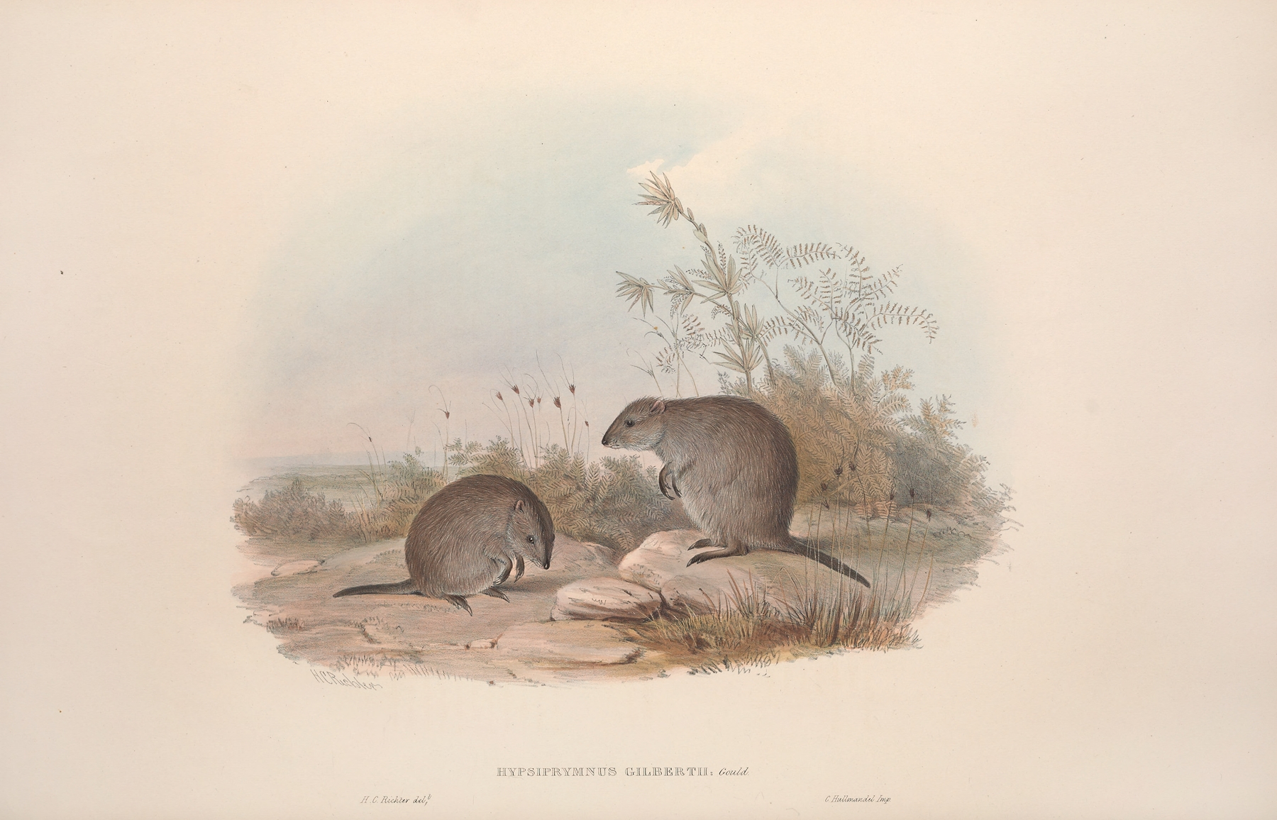 A monograph of the Macropodidae, or family of kangaroos Pl.15 by John Gould