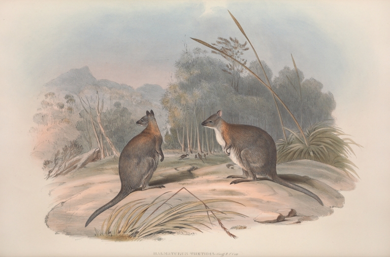 A monograph of the Macropodidae, or family of kangaroos Pl.21 by John Gould
