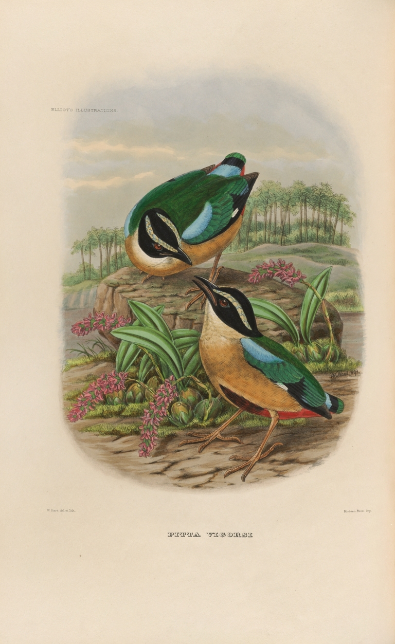 A monograph of the Pittidæ, or family of ant-thrushes Pl.19 by Daniel Giraud Elliot