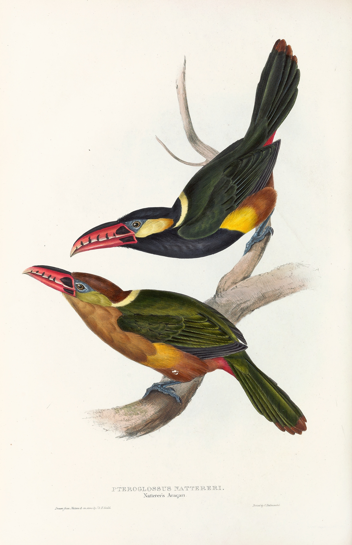 A monograph of the Ramphastidae, or family of toucans Pl.22 by John Gould