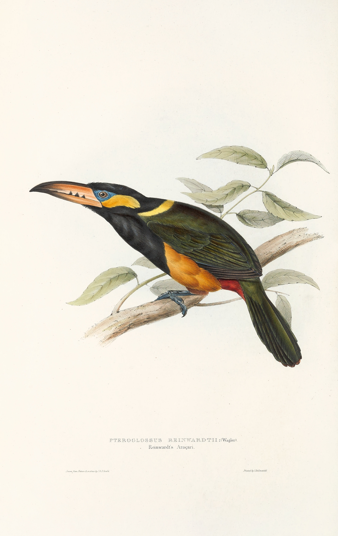 A monograph of the Ramphastidae, or family of toucans Pl.23 by John Gould