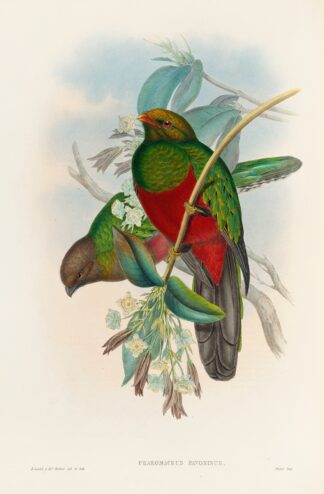 A monograph of the Trogonidae or family of trogons Pl.14 by John Gould