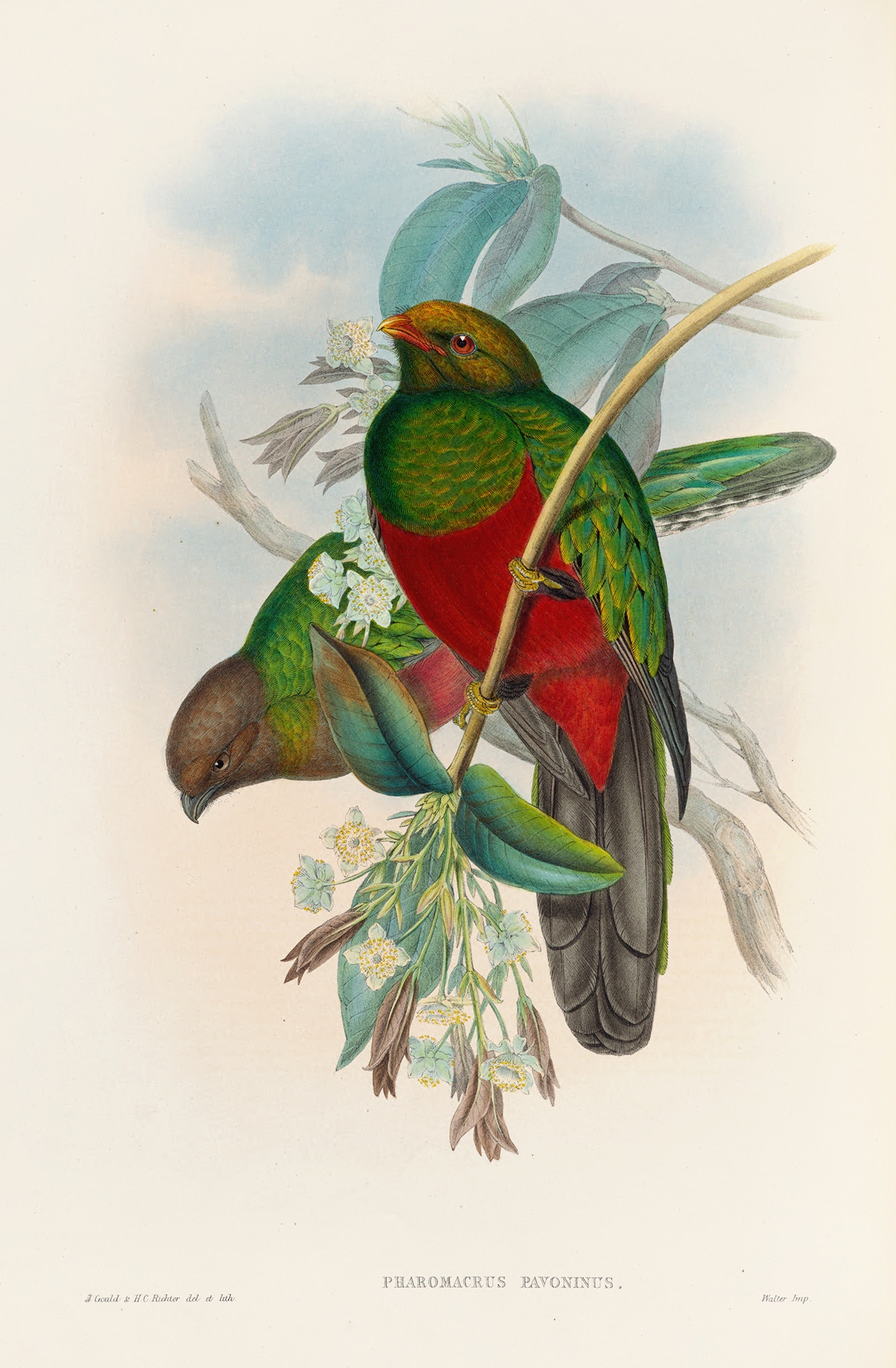 A monograph of the Trogonidae or family of trogons Pl.14 by John Gould