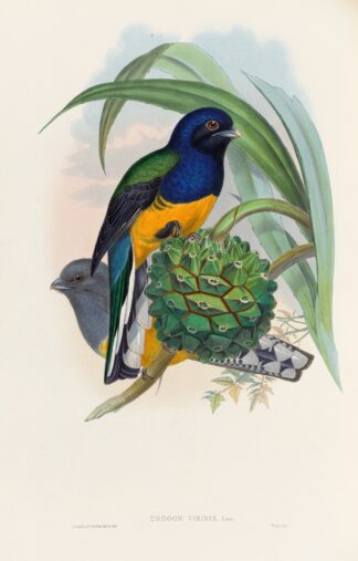 A monograph of the Trogonidae or family of trogons Pl.19 by John Gould