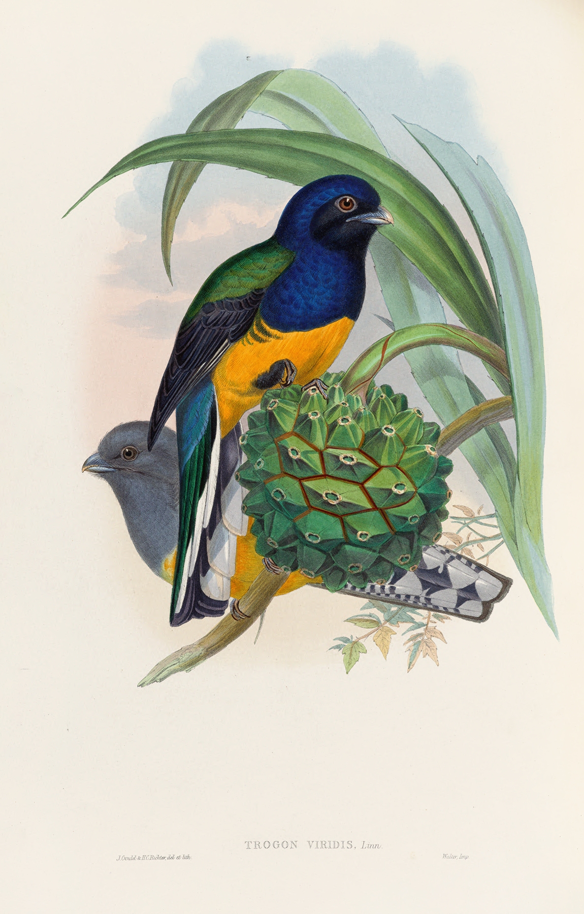A monograph of the Trogonidae or family of trogons Pl.19 by John Gould