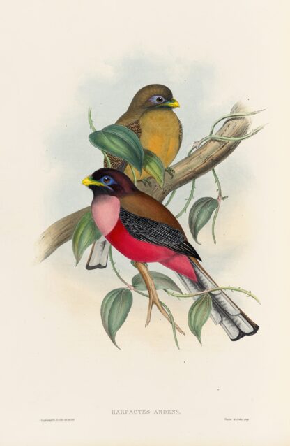 A monograph of the Trogonidae or family of trogons Pl.22 by John Gould