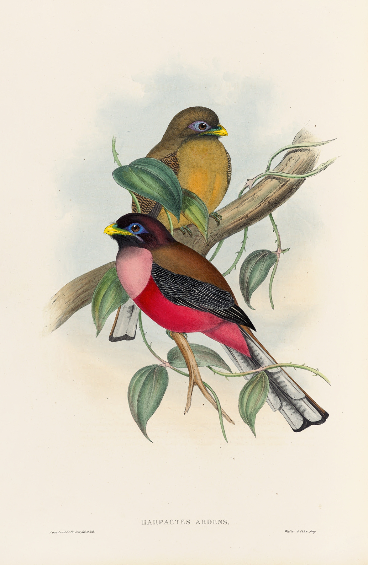 A monograph of the Trogonidae or family of trogons Pl.22 by John Gould