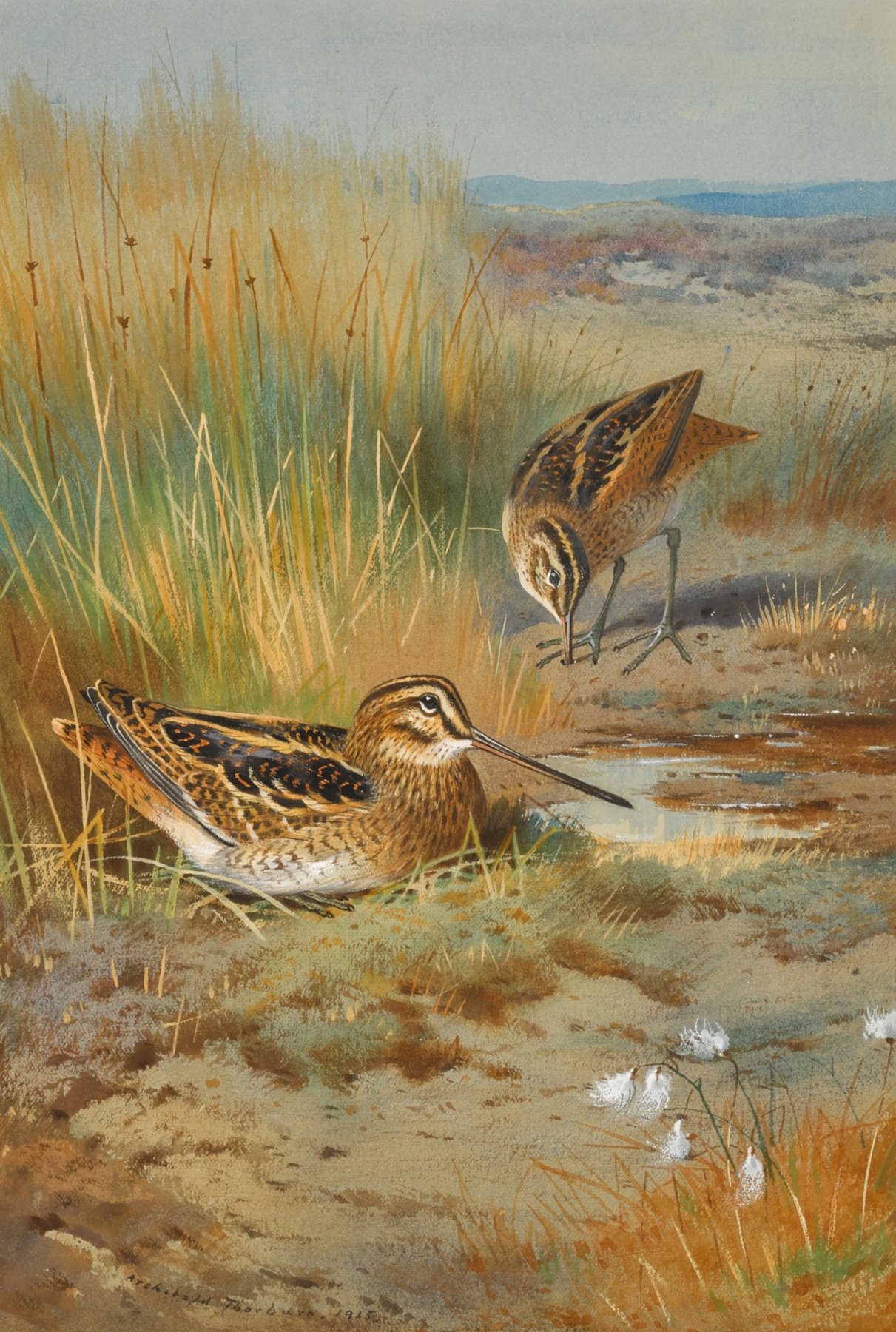 A Pair of Snipe by Archibald Thorburn