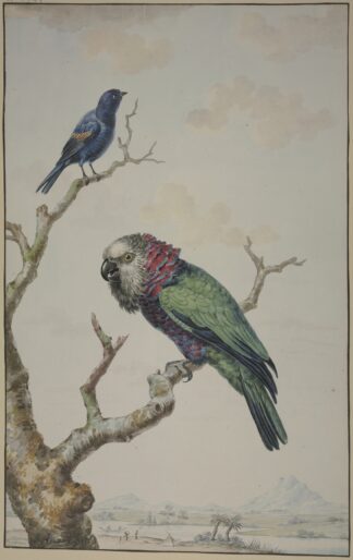 A Red-Fan Parrot by Jabes Heenck