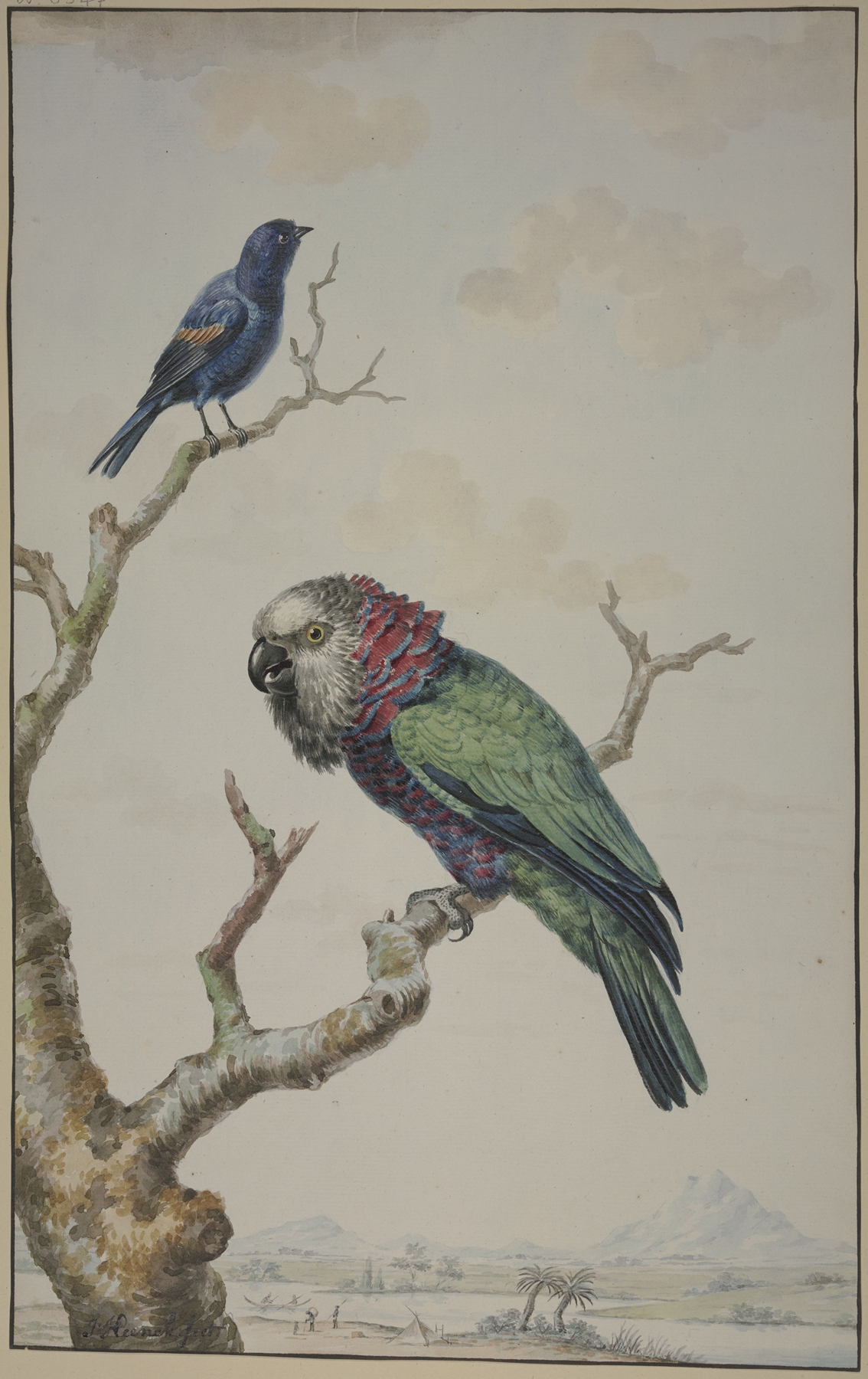 A Red-Fan Parrot by Jabes Heenck