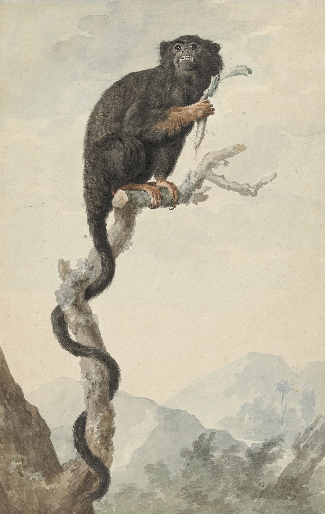 A Red-handed Tamarin by Jacob Perkois