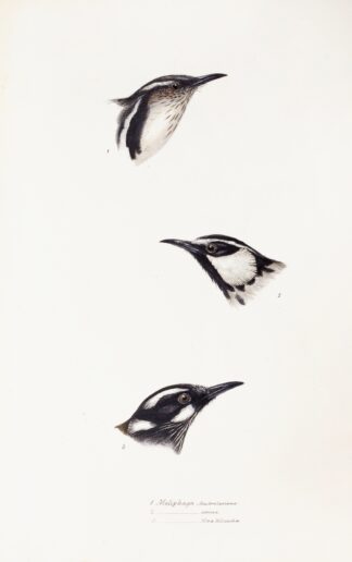 A synopsis of the birds of Australia, and the adjacent Islands Pl.16 by Elizabeth Gould