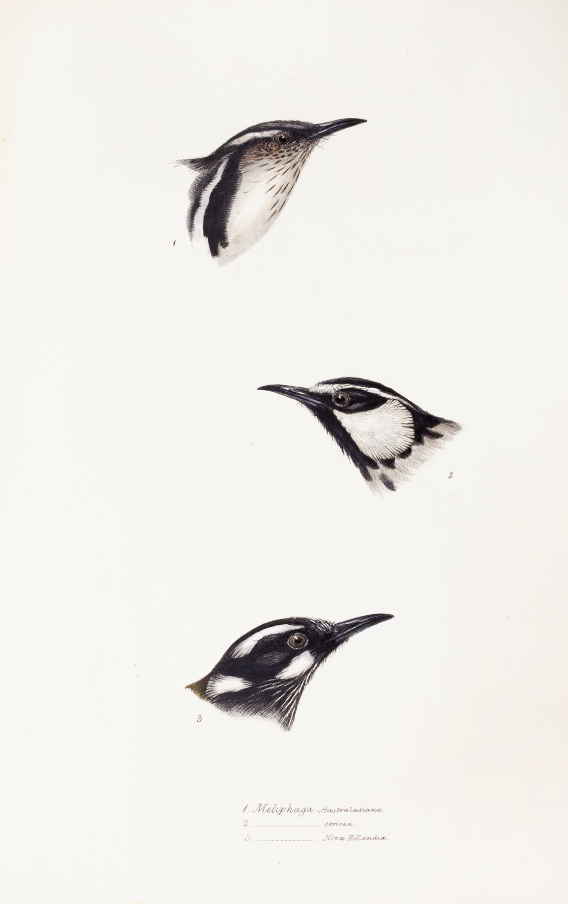 A synopsis of the birds of Australia, and the adjacent Islands Pl.16 by Elizabeth Gould