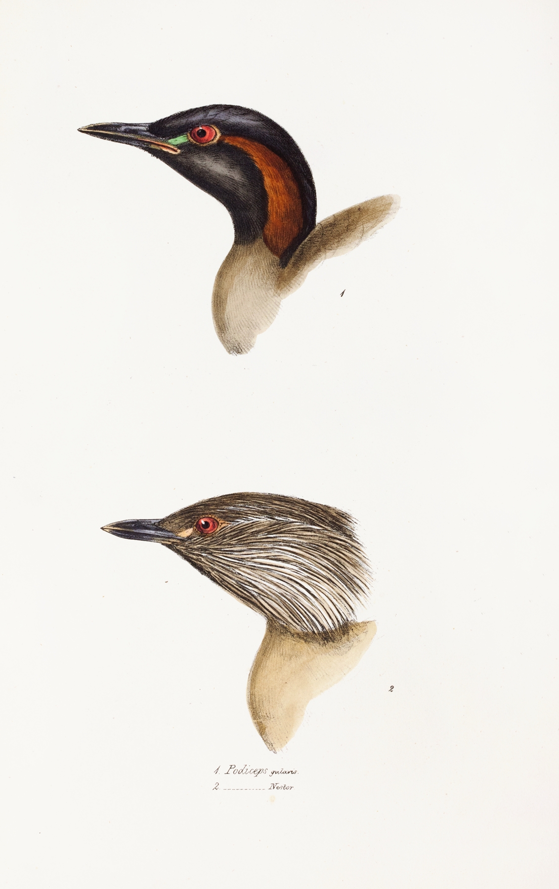 A synopsis of the birds of Australia, and the adjacent Islands Pl.19 by Elizabeth Gould
