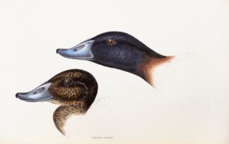 A synopsis of the birds of Australia, and the adjacent Islands Pl.36 by Elizabeth Gould