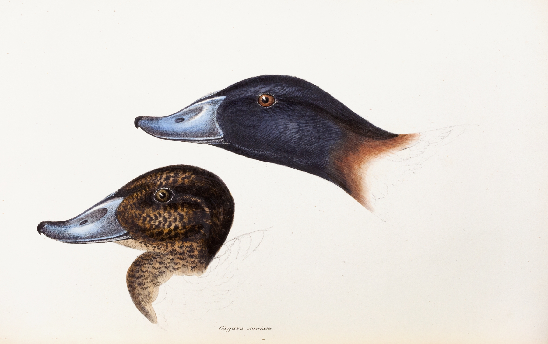 A synopsis of the birds of Australia, and the adjacent Islands Pl.36 by Elizabeth Gould