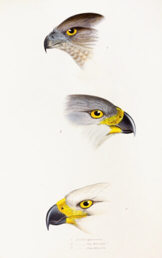 A synopsis of the birds of Australia, and the adjacent Islands Pl.44 by Elizabeth Gould