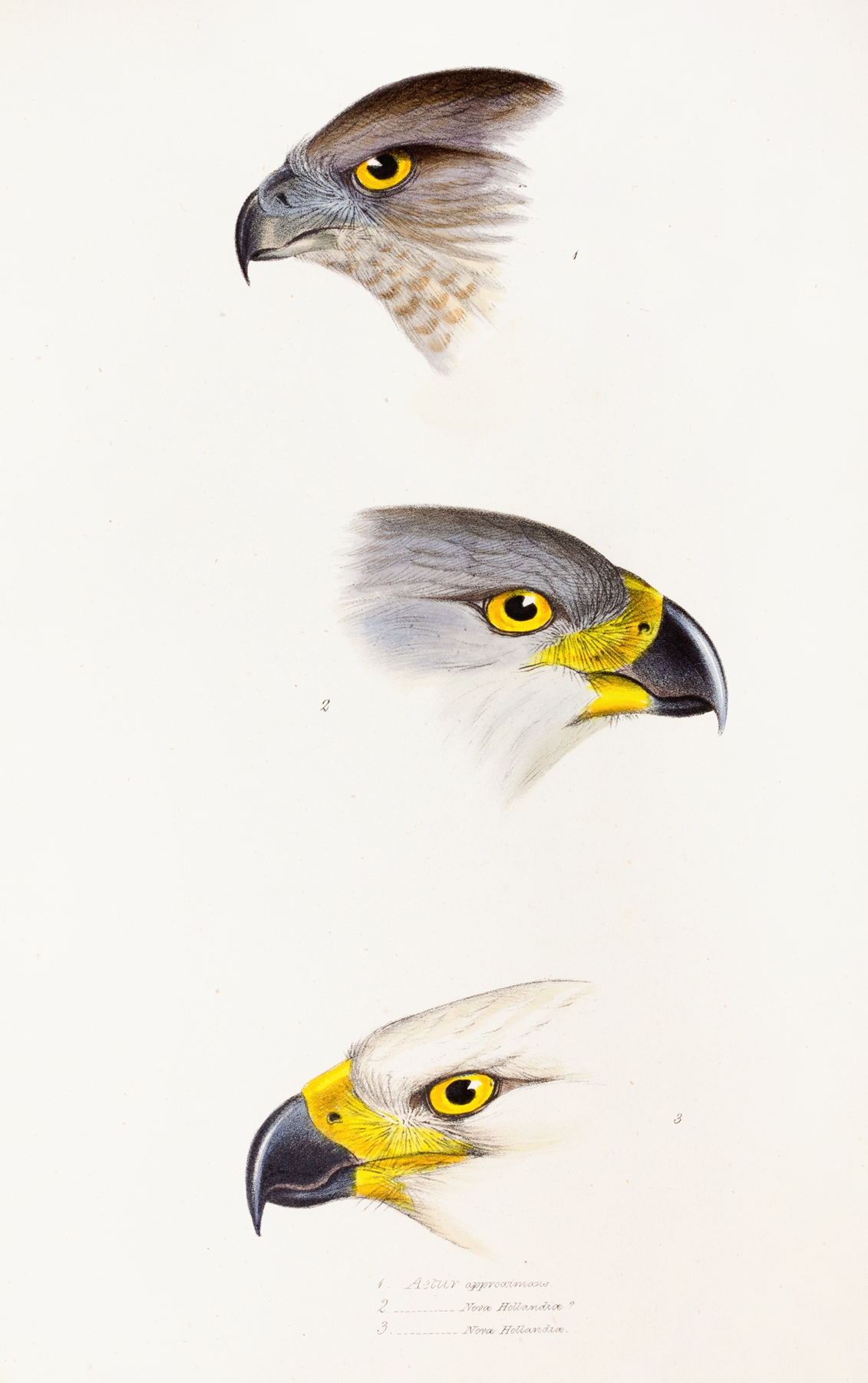 A synopsis of the birds of Australia, and the adjacent Islands Pl.44 by Elizabeth Gould