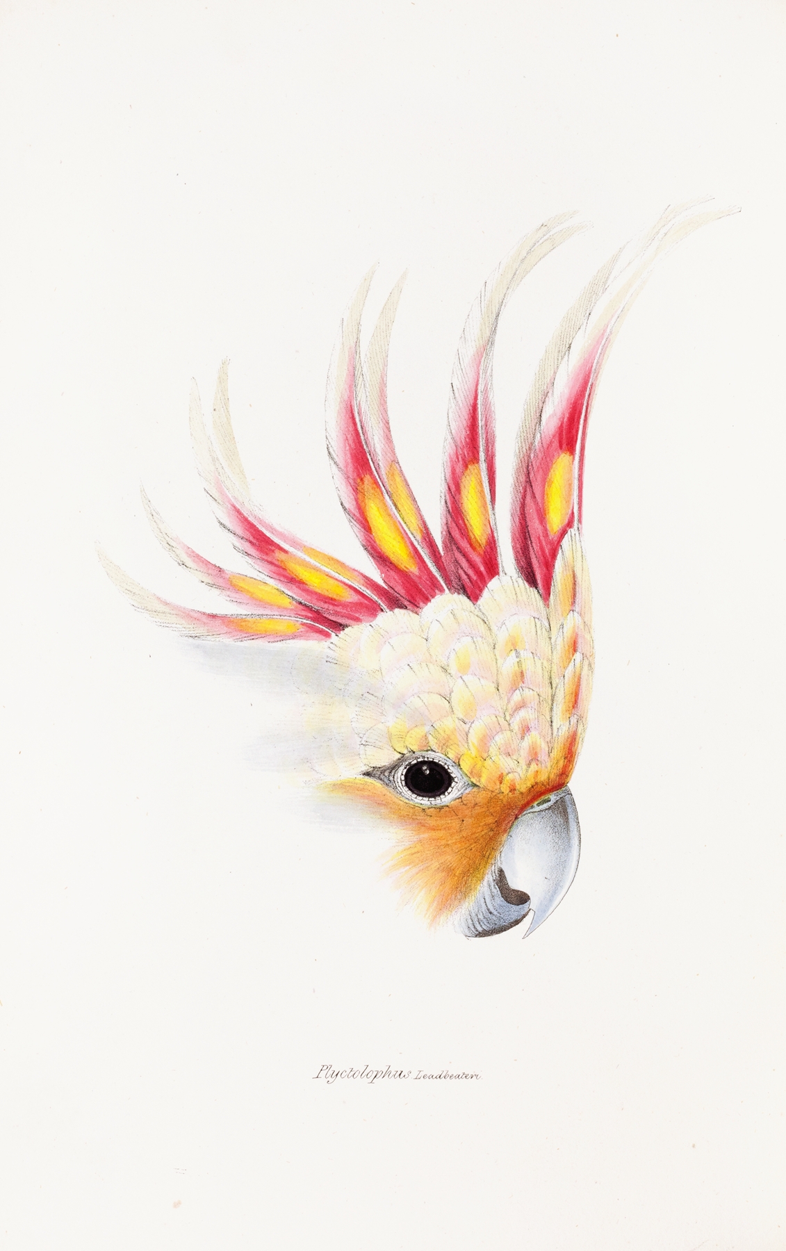 A synopsis of the birds of Australia, and the adjacent Islands Pl.65 by Elizabeth Gould